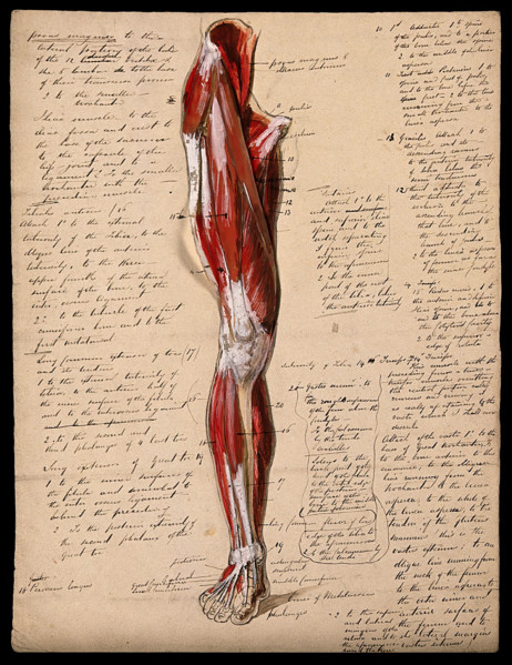Muscles of the leg and foot: front view, 1800-1899. Creator: Unknown.