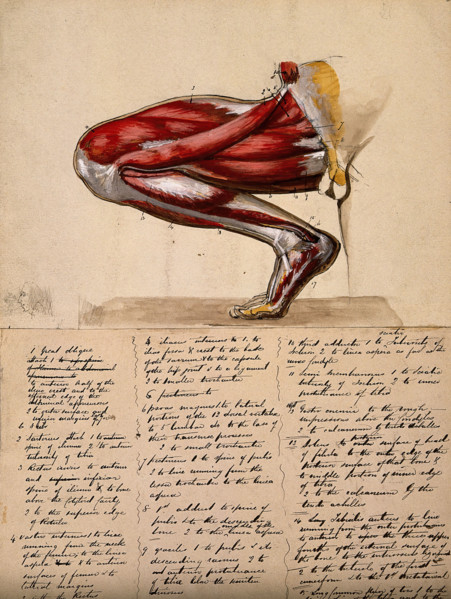 Muscles of the leg and foot: medial side view, with knee bent and foot flexed, 1800-1899. Creator: Unknown.