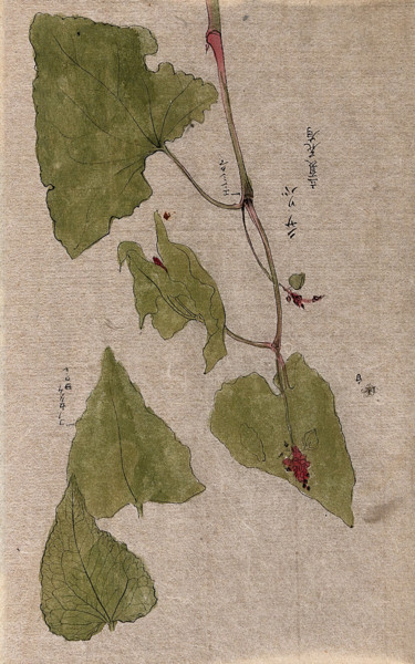 A flowering stem and separate floral segments. Creator: Unknown.
