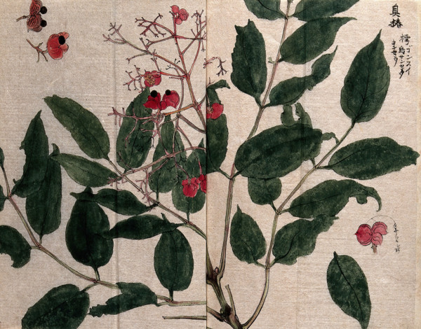 A fruiting plant, possibly of the Flacourtiaceae family. Creator: Unknown.