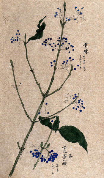 A fruiting plant, possibly a Callicarpa species. Creator: Unknown.