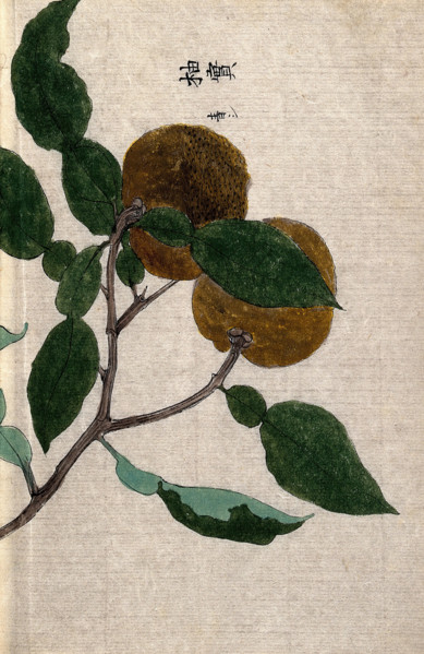 Yuzu orange plant (Citrus species): branch with two fruit Creator: Unknown.