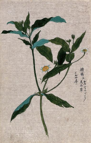A plant, possibly of the Ranunculaceae family: flowering and fruiting stem. Creator: Unknown.