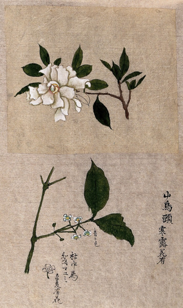 Two plants, one possibly tea (Camellia species): flowering stems. Creator: Unknown.