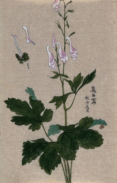 A plant, possibly a Corydalis species: flowering and fruiting stem with floral segments. Creator: Unknown.