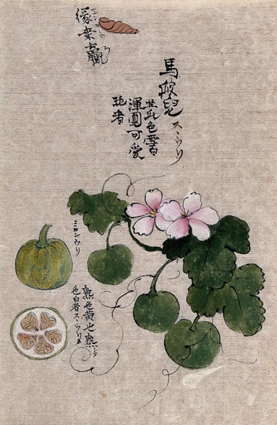 A plant, possibly a melon (Cucumis melo): flowering and fruiting stem with segments of the fruit. Creator: Unknown.