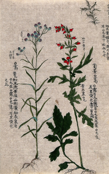 Two fruiting plants with conspicuous red and purple fruits and an outline of a third plant. Creator: Unknown.