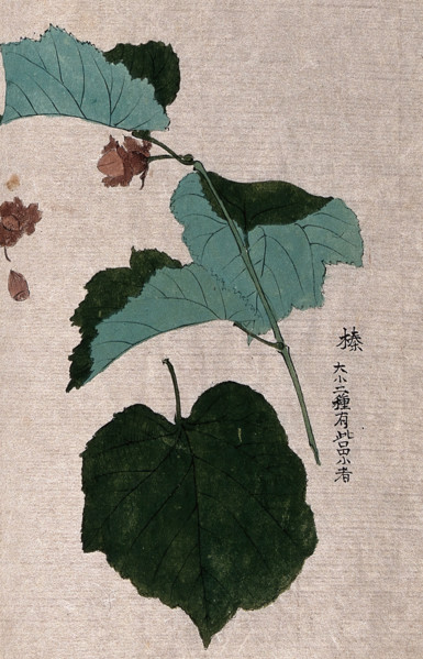 A hazel or filbert plant (Corylus species): fruiting branch with separate nut and leaf. Creator: Unknown.