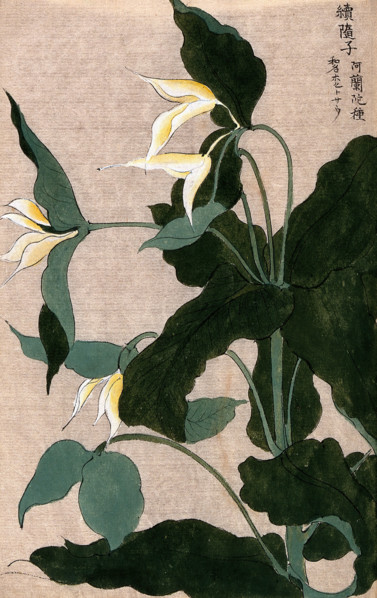 A plant, possibly a Trillium species: flowering stem with large white flowers. Creator: Unknown.