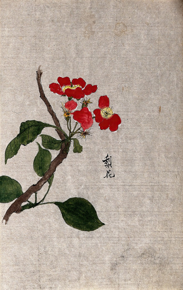 A pear (Pyrus species): flowering branch. Creator: Unknown.