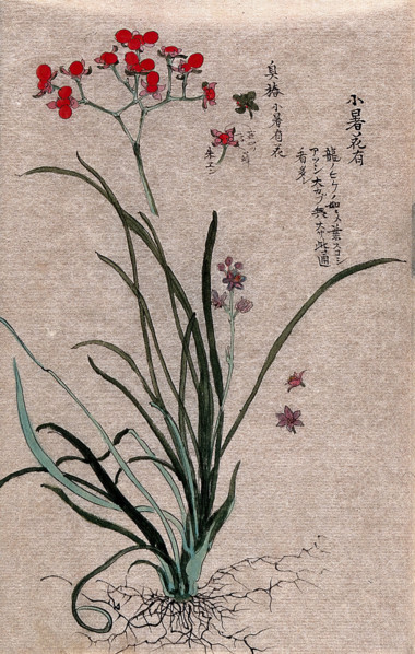 Two plants, a liliaceous flowering plant and a fruiting stem of a Euonymus species. Creator: Unknown.