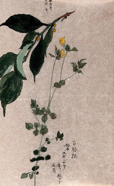 Two plants, a flowering trefoil (Lotus species) and a fruiting Styrax species. Creator: Unknown.