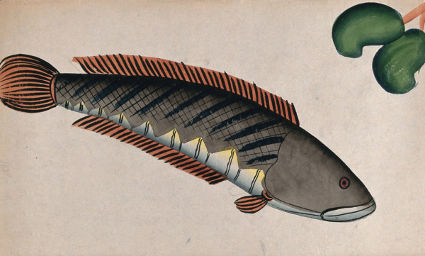 Fish. Creator: Unknown.
