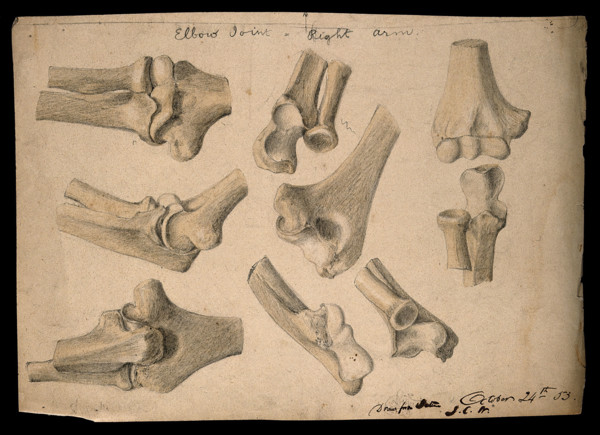 Bones of the elbow joint: eight figures, 1853/10/24. Creator: J.C. Whishaw.