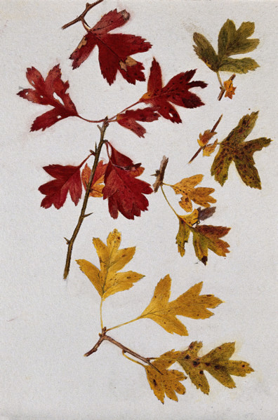 Autumn leaves of hawthorn (Crataegus), c1900s. Creator: Unknown.