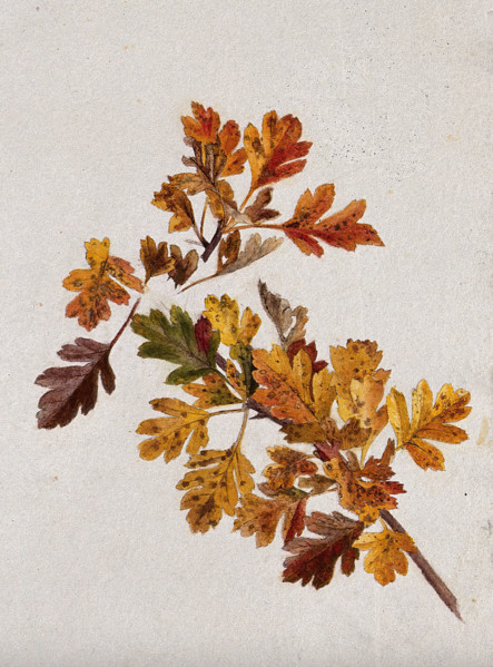 Autumn leaves of hawthorn (Crataegus), c1900s. Creator: Unknown.