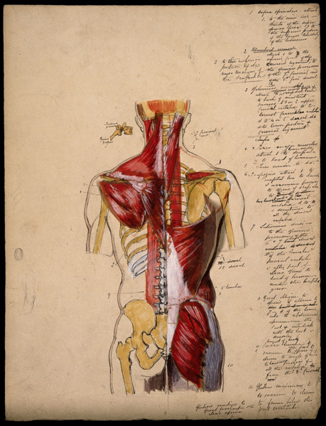 Dissection of the trunk: back view, showing the bones and muscles, with a detail..., 1800-1899. Creator: Unknown.
