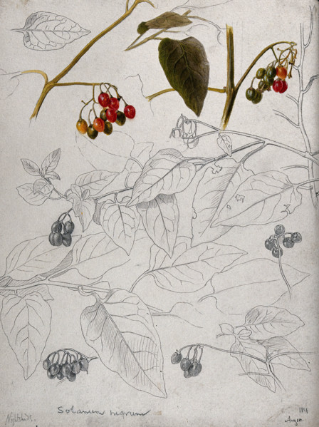 Black nightshade (Solanum nigrum): leaves and fruits. Creator: Unknown.
