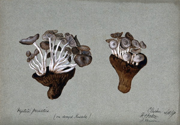 Parasitic fungi (Nyctalis species) growing on decayed Russula fungi, 1889. Creator: R Baker.
