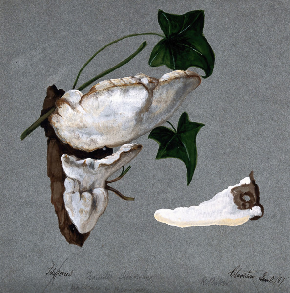 A bracket fungus (Trametes suaveolens): two fruiting bodies growing on wood and a..., 1897. Creator: R Baker.