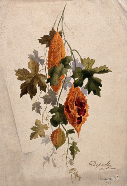 A plant, possibly balsam apple (Momordica balsamina): fruiting stem, c1880s. Creator: Depaoli.