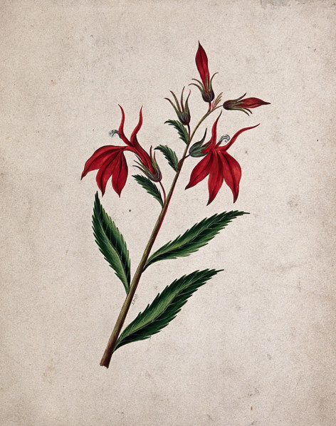 An unidentified flowering plant, c1890s. Creator: Etanmann.