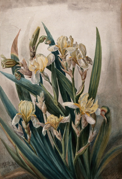 Cream iris flowers, 1901. Creator: JA Sherlock.