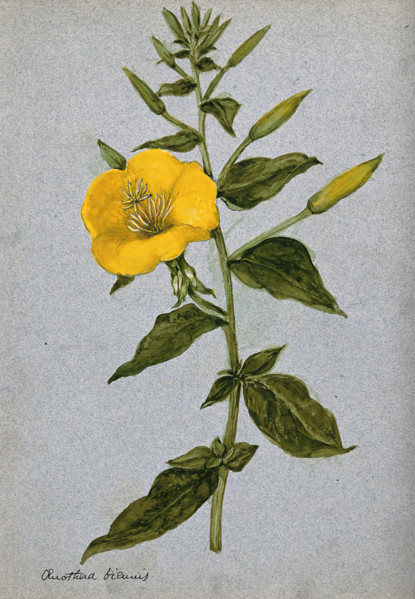 Evening primrose (Oenothera biennis): flowering stem. Creator: Unknown.