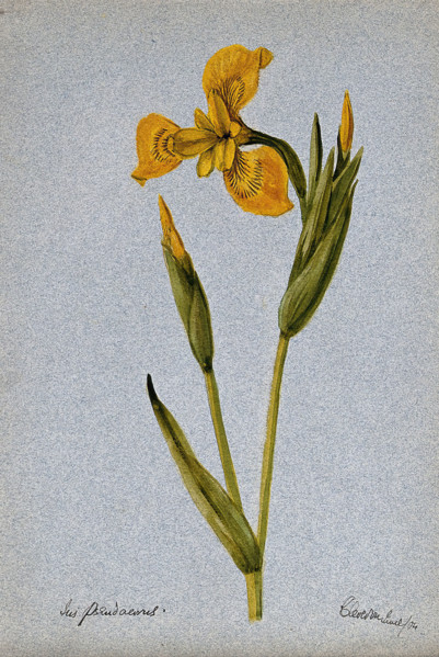 Yellow flag (Iris pseudacorus): flowering stem, 1904. Creator: Unknown.