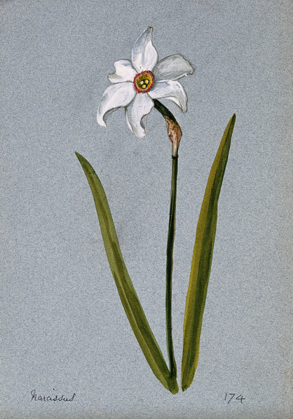 Daffodil (Narcissus species): flowering stem. Creator: Unknown.
