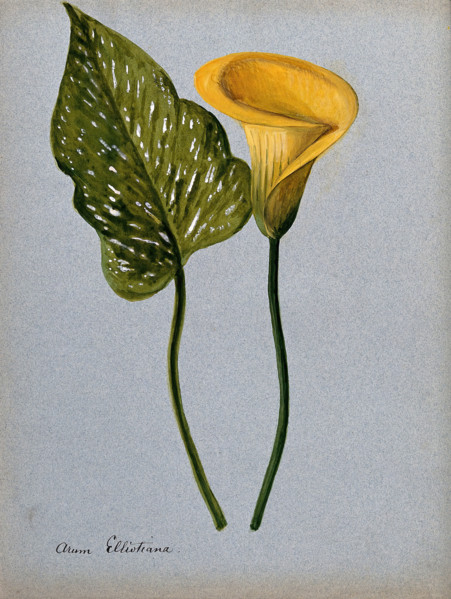 Yellow arum lily (Zantedeschia elliottiana): inflorescence and leaf Creator: Unknown.