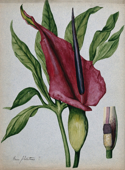 Arum plant (Arum palestinus?): inflorescence, spadix and leaf. Creator: Unknown.