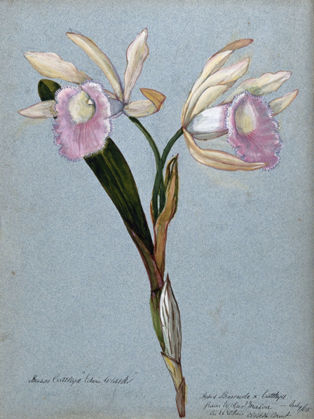 An orchid hybrid (Brassavola x Cattleya "Edwin Wheeler"): flowering stem, 1908. Creator: Unknown.
