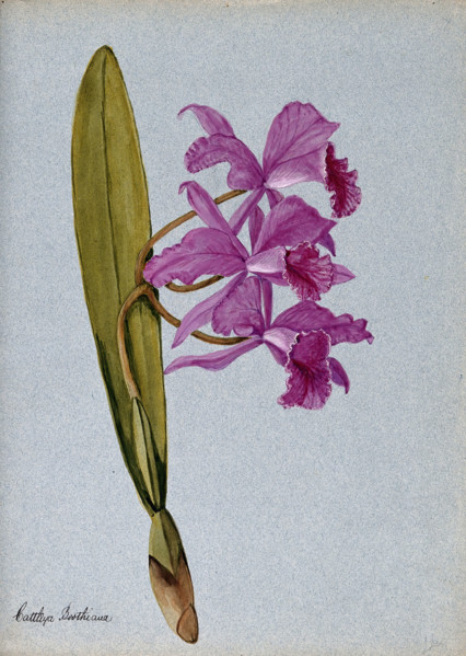 An orchid (Cattleya Boothiana): flowering stem. Creator: Unknown.