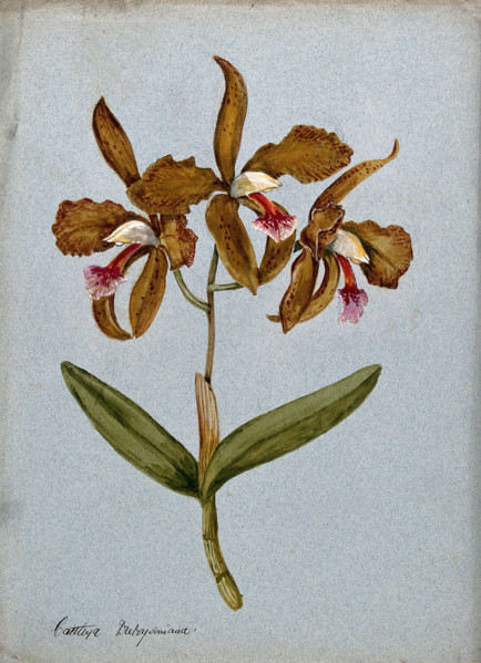 An orchid (Cattleya Duboysoniana): flowering stem. Creator: Unknown.