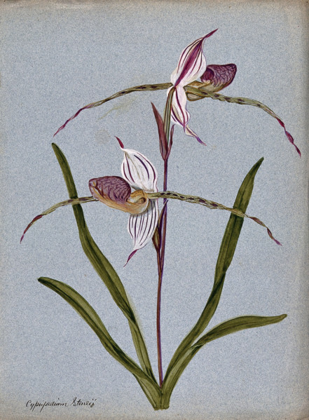 A lady's slipper orchid (Cypripedium Stoneii): flowering stem. Creator: Unknown.