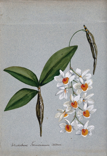 An orchid (Dendrobium farmerii var album): flowering stem and leaves. Creator: Unknown.