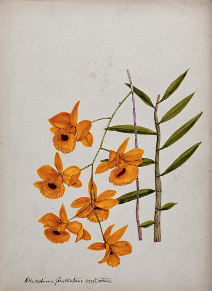 An orchid (Dendrobium fimbriatum var Oculatum): flowering stem and leaves. Creator: Unknown.