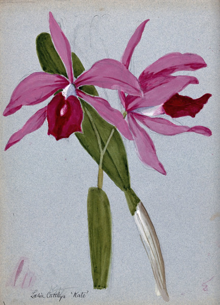 An orchid hybrid (Laelia x Cattleya "Kate"): flowering stem and leaves. Creator: Unknown.