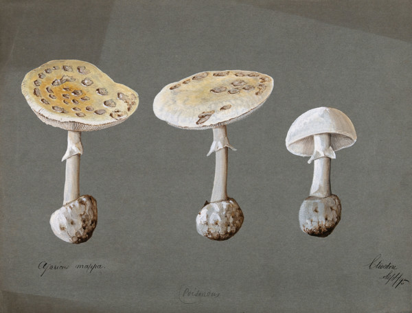 False death cap fungus (Amanita citrina): three fruiting bodies, 1895. Creator: Unknown.