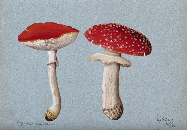 The fly agaric fungus (Amanita muscaria): two fruiting bodies, 1890. Creator: Unknown.