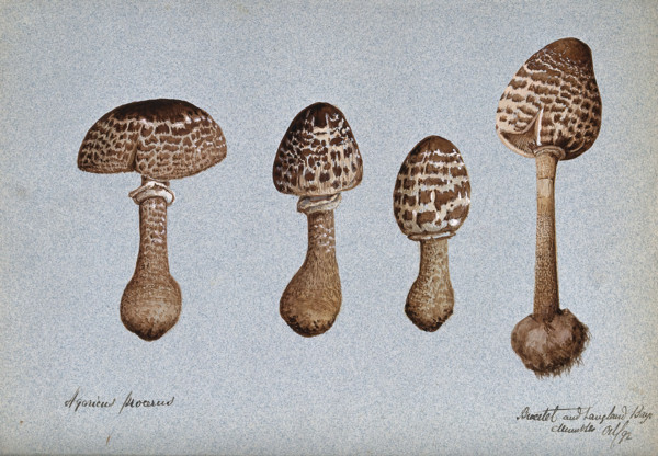 Parasol mushrooms (Lepiota procera): four fruiting bodies, 1892. Creator: Unknown.