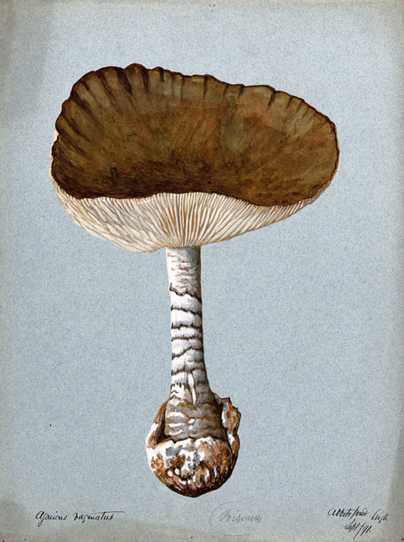 A fungus (Amanita vaginata): one fruiting body, 1891. Creator: Unknown.