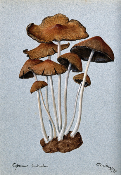 A fungus (Coprinus micaceus): group of fruiting bodies, 1899. Creator: Unknown.