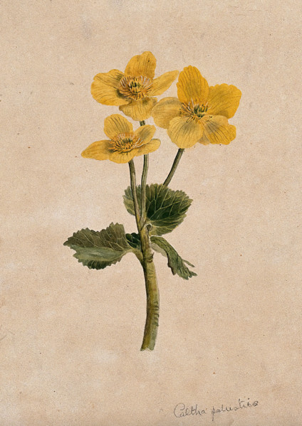 Marsh marigold or kingcups (Caltha palustris): flowering stem. Creator: Unknown.