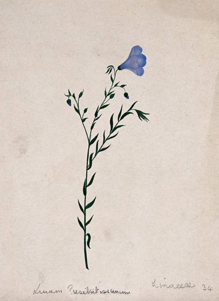 Flax plant (Linum species): flowering stem. Creator: Unknown.