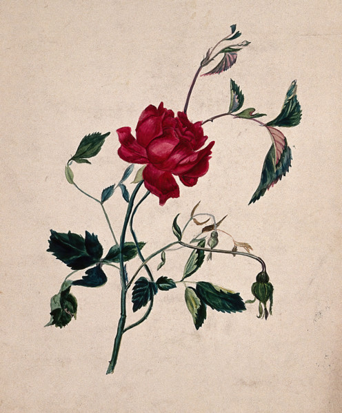 A rose (Rosa species): flowering stem. Creator: Unknown.
