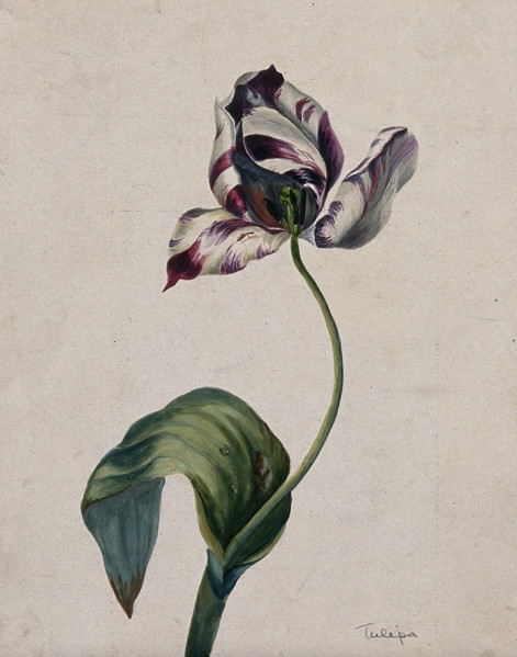Purple striped tulip (Tulipa species): flower and leaves. Creator: Unknown.