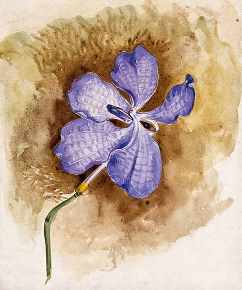 An orchid flower. Creator: Unknown.