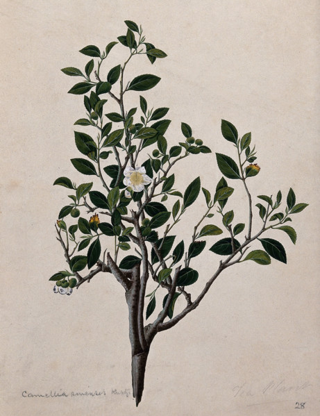 Tea plant (Camellia sinensis): flowering stem. Creator: Unknown.